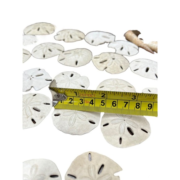 Sand Dollar Lot 45 Pieces Plus Beach Decor Sea Shells - Picture 8 of 13